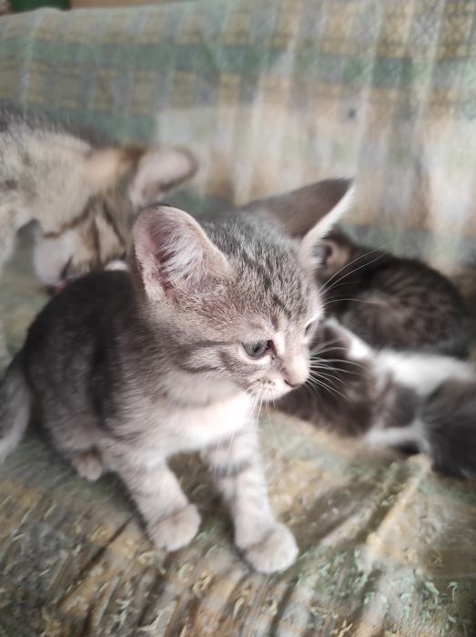 Котятки 7 недель