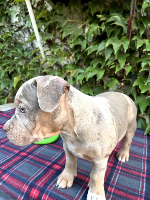 Хлопчик Американського Буллі