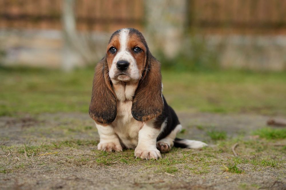 Basset Hound Piesek
