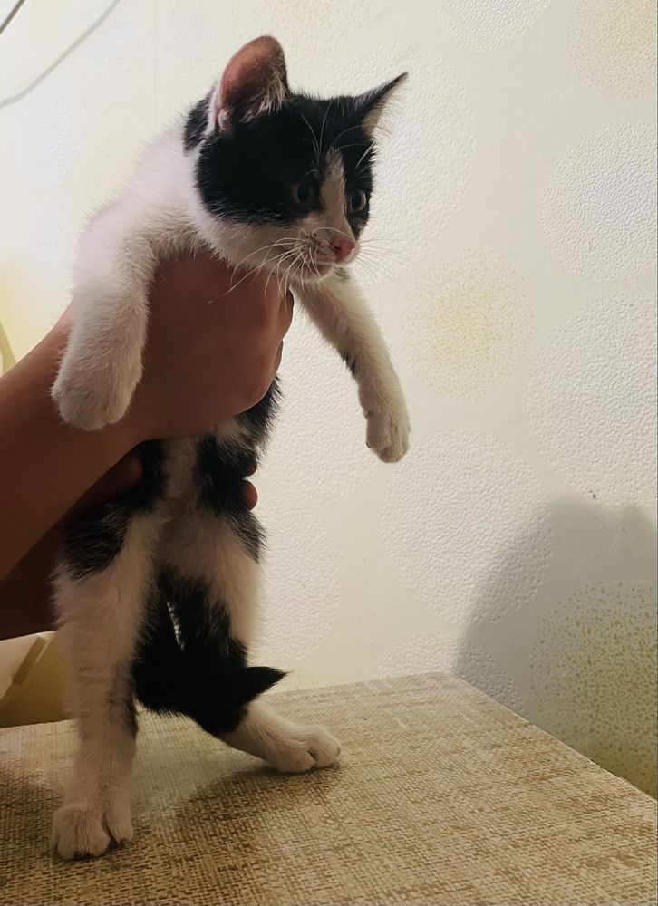 Кошеня в добрі руки
