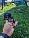 Pinczer miniaturowy