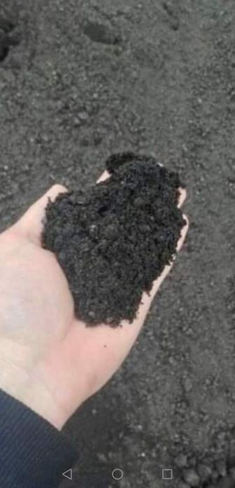 Kora Sosnowa ogrodowa