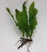 Feto de java - Microsorum pteropus – Planta aquática