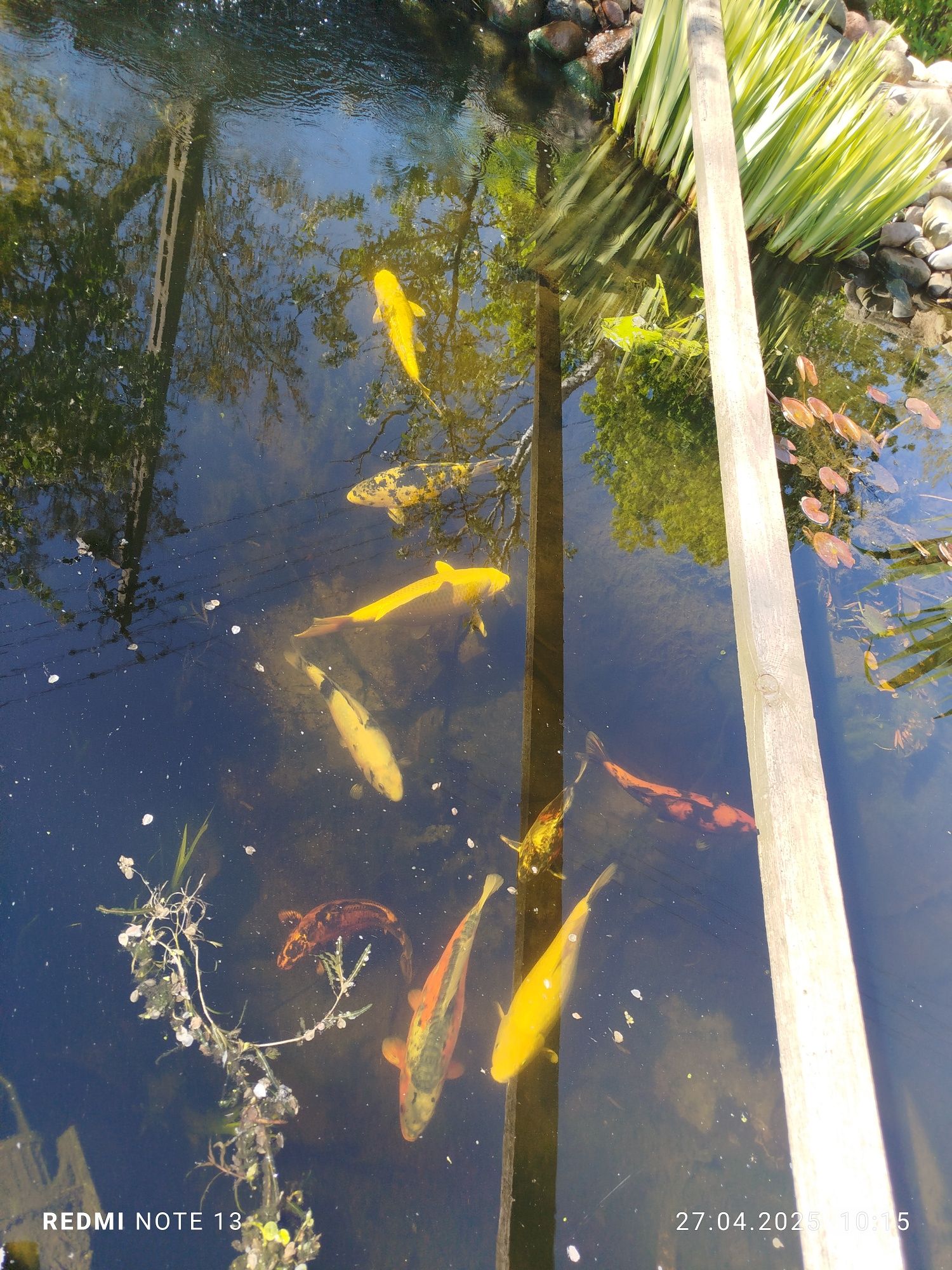 Karpie koi oryginalne