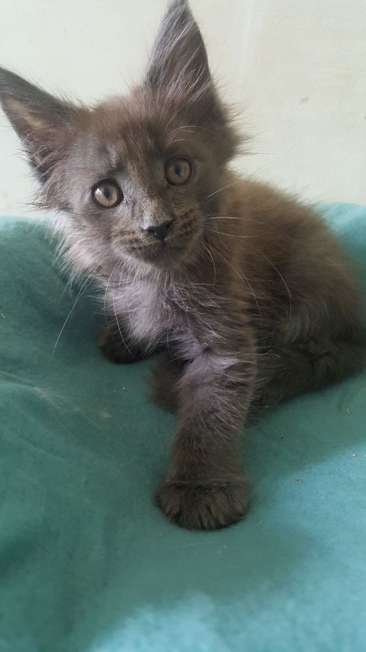Koteczka Maine Coon