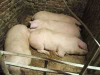 Продам порісних свиноматок