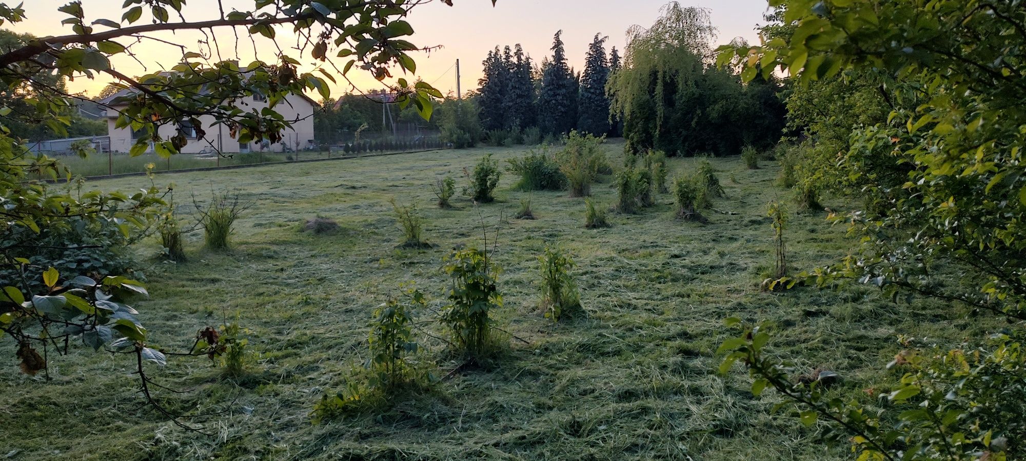 Koszenie trawy kosami spalinowymi, koszenie przydomowych trawników