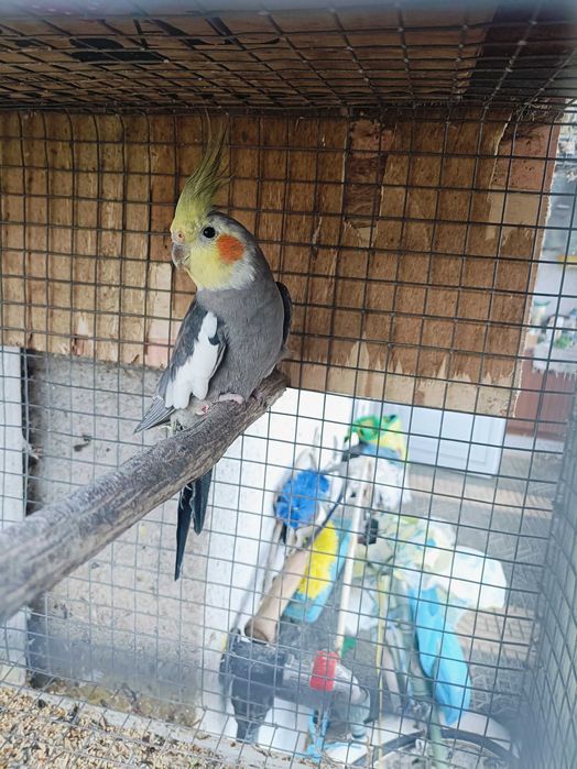 Ring neks reprodutores