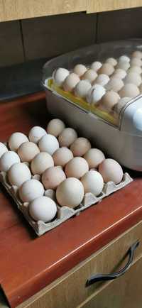 Jaja lęgowe kur mieszanych