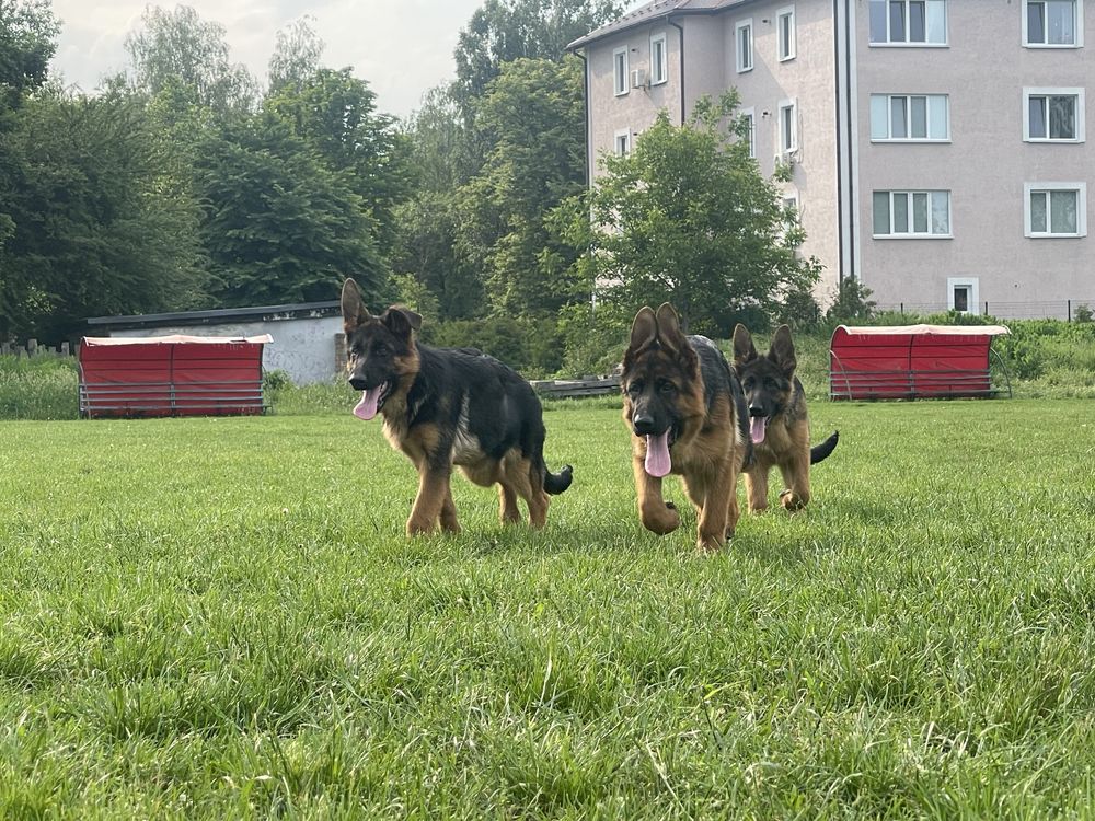 Цуценята німецької вівчарки