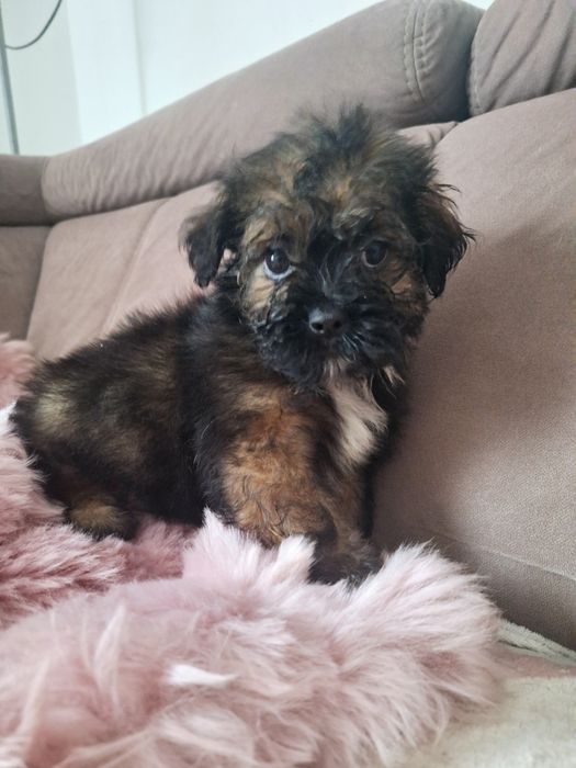 Cukiereczek unikatowy maluszek shih tzu szuka domu