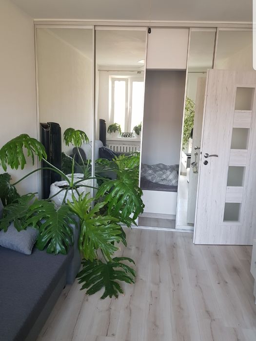 Sprzedam kwiatki z donicami