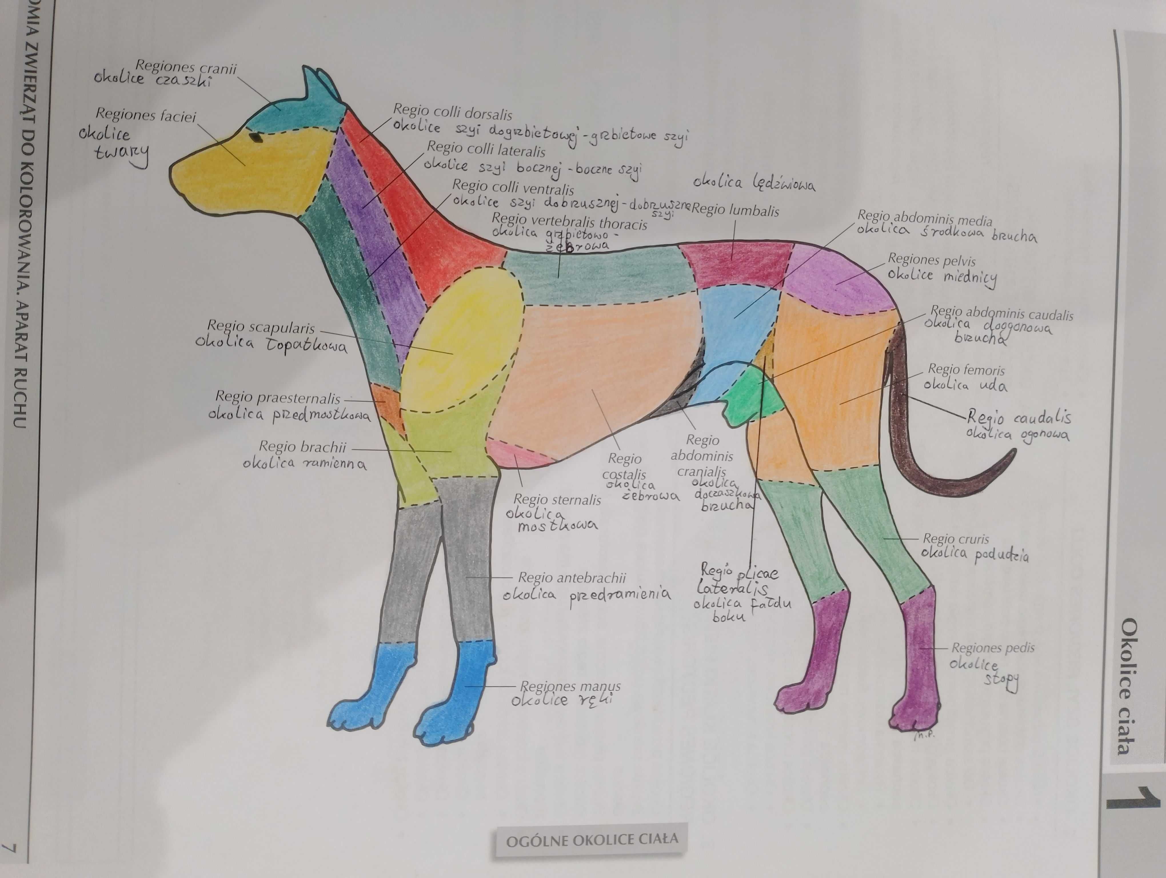 Anatomia zwierząt do kolorowania aparat ruchu