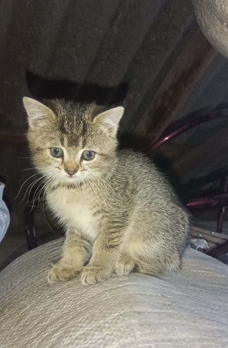 Безкоштовно кошенята, котики в добрі руки, дівчинка і хлопчик рижий,