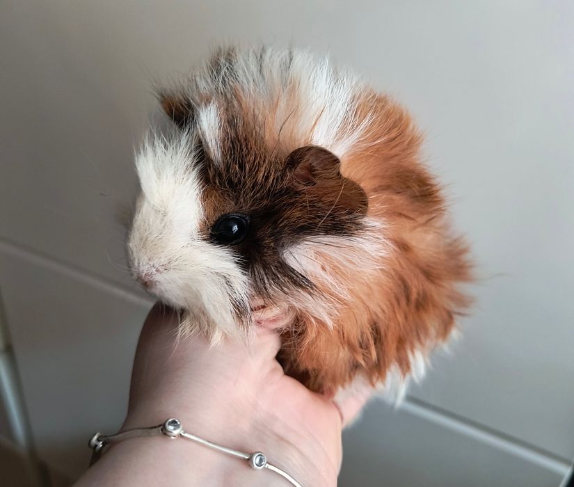 Świnki morskie 5 tygodni