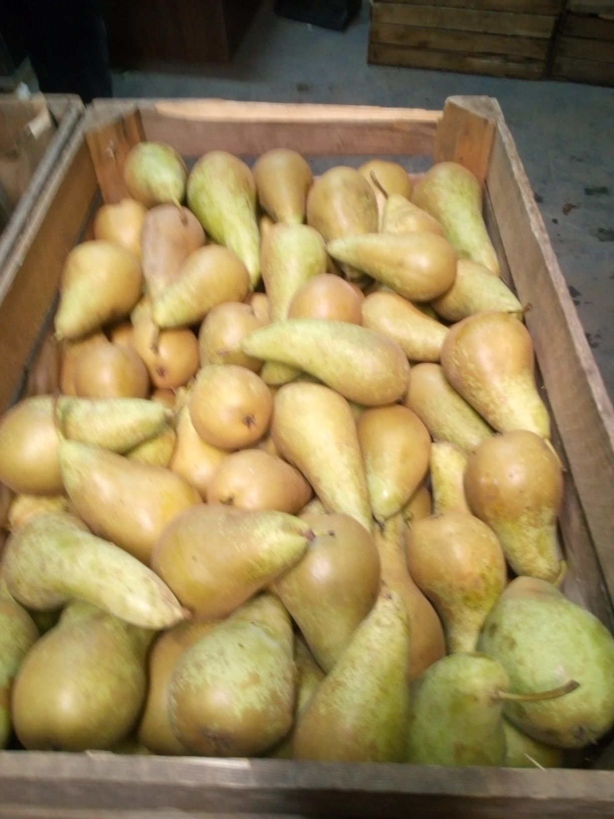 jabłka oraz gruszki deserowe ,sprzedaż bezpośrednio z sadu
