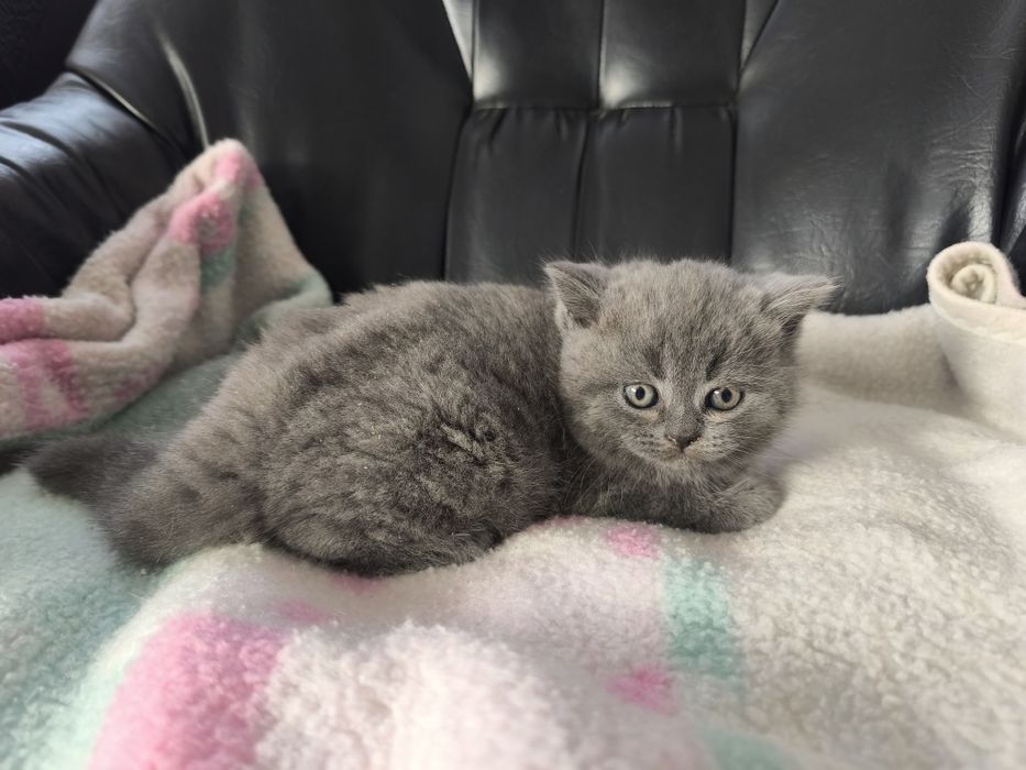 Kot brytyjski niebieski