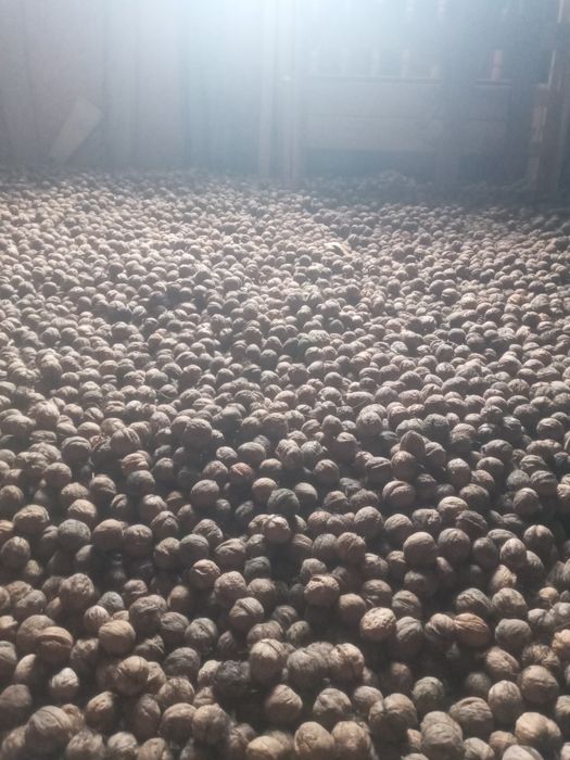 Продам горіх врожай 2025р.