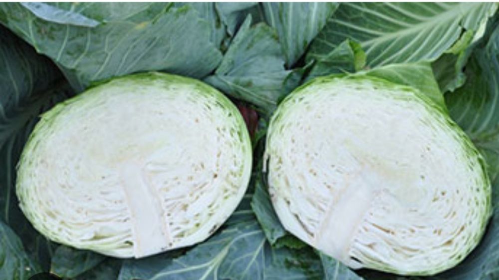 Продам капусту Агресор по 4 грн за кілограм. Смачна та соковита! Де