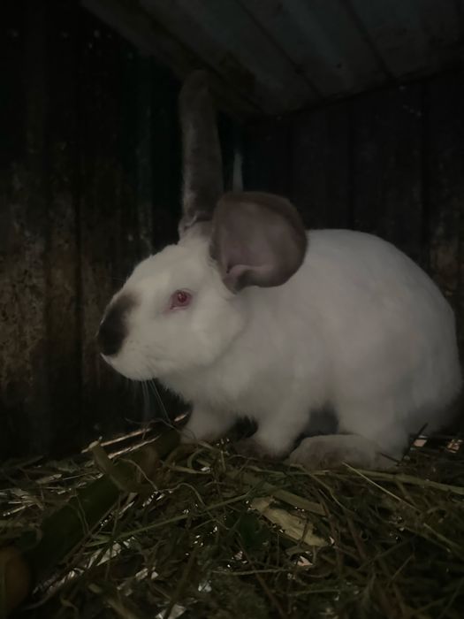 Продам кроликів різні ціни