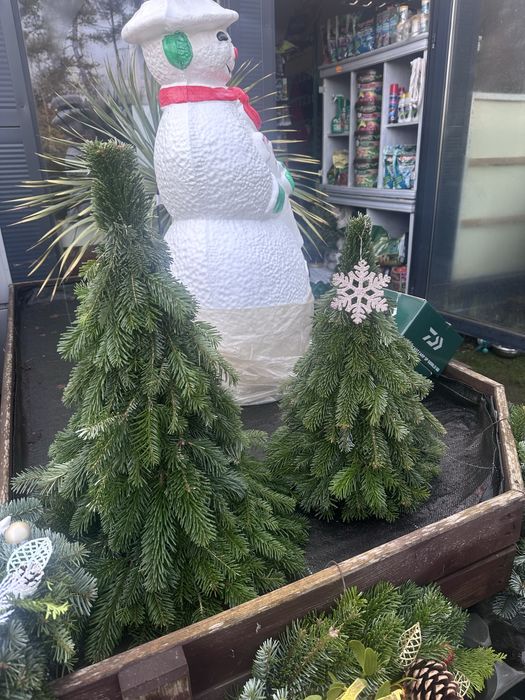 Sprzedaż choinek cietych, doniczkowych, na malym pniu!