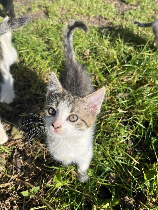 Oddam kotki w dobre ręce 3 miesieczne