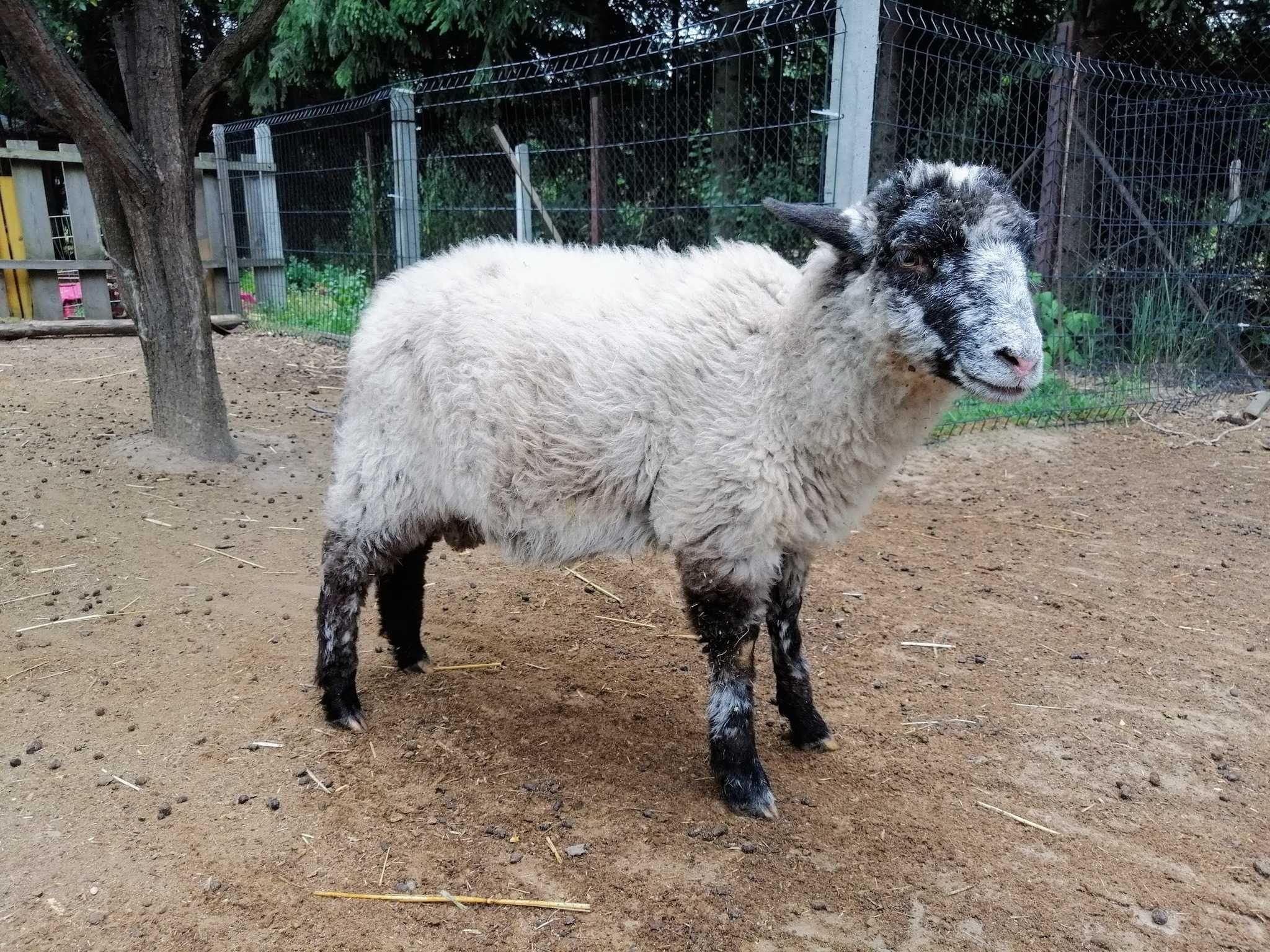 Jagnięta po angielskim baranie rasy herdwick (okazja!)