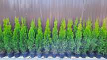 Tuja Thuja szmaragd na żywopłot 110-120 cm TRANSPORT