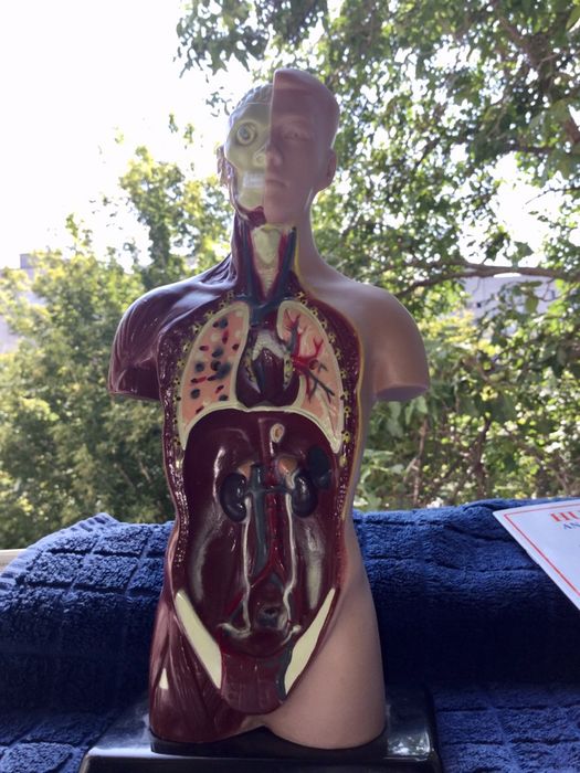 Человеческий торс — анатомически точная модель