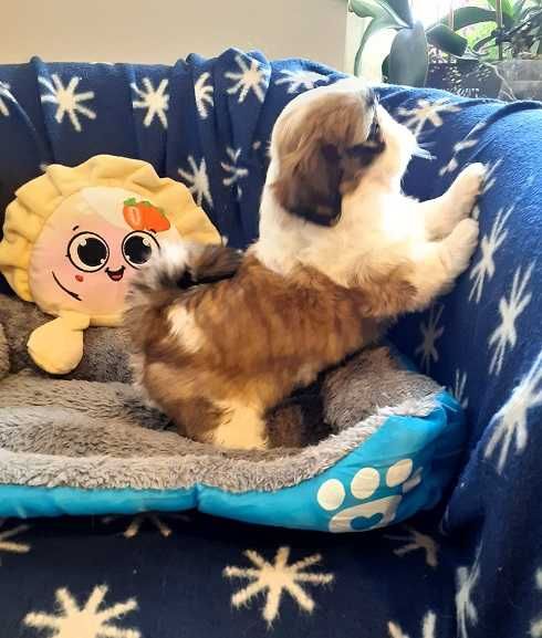 Przepiękna suczka shih tzu -Dixi z wielop. rodowodem-gotowa do odbioru