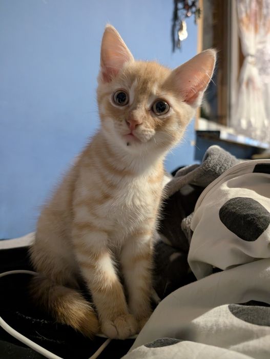 Oddam  rudego kocurka