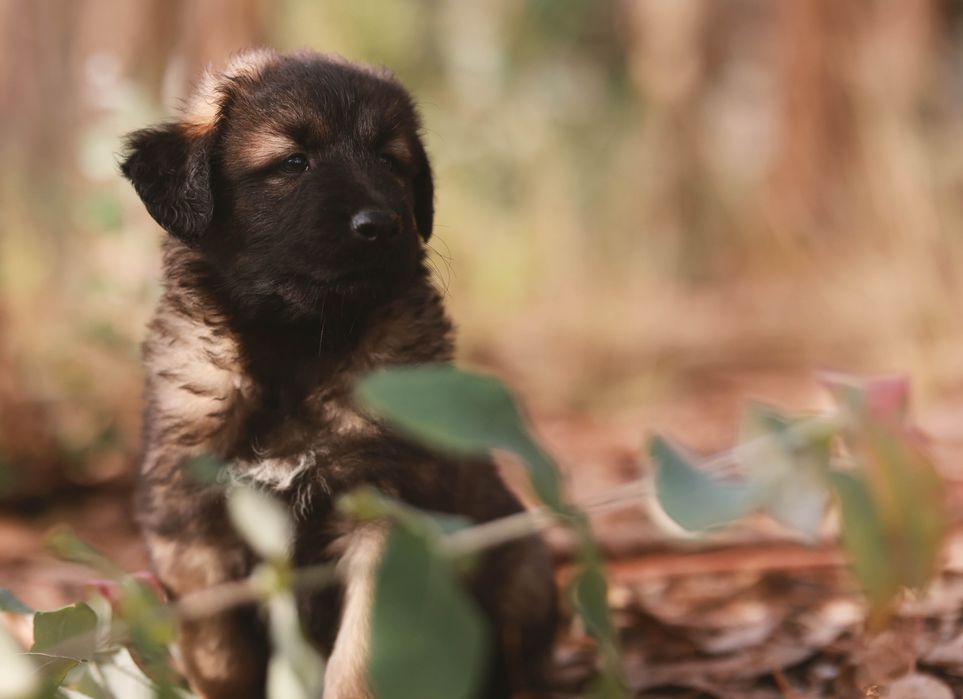Serra da Estrela, Cachorros