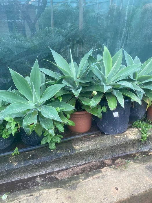 Agave atenuata (Agave Atenuatta)