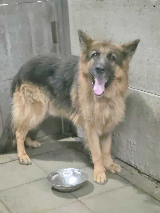 owczarek Niemiecki Rex Szuka domu -schronisko Zgierz -aktualne