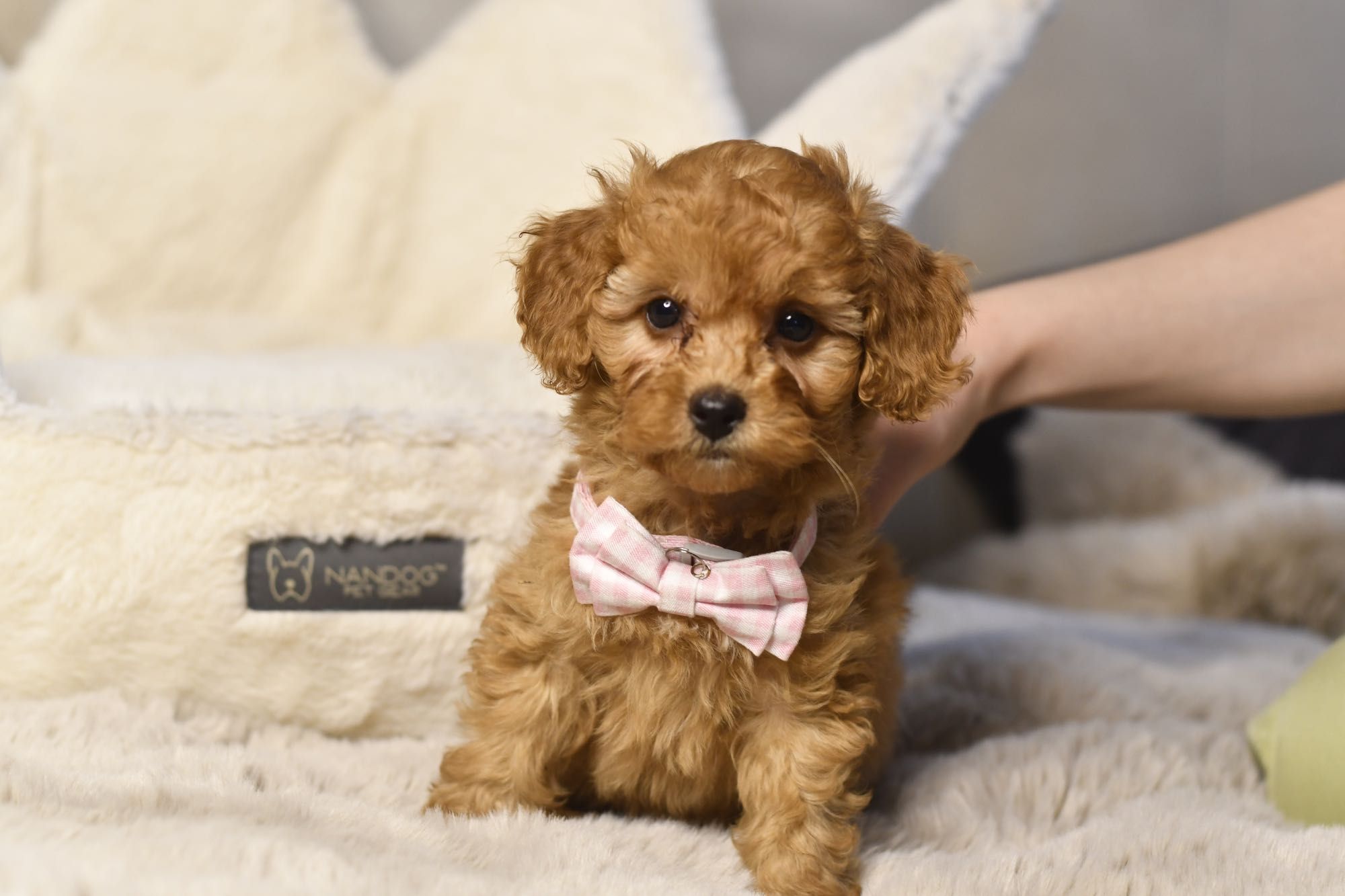 Cavapoo F1 RED wyjątkowa dziewczynka ZAREZERWOWANA