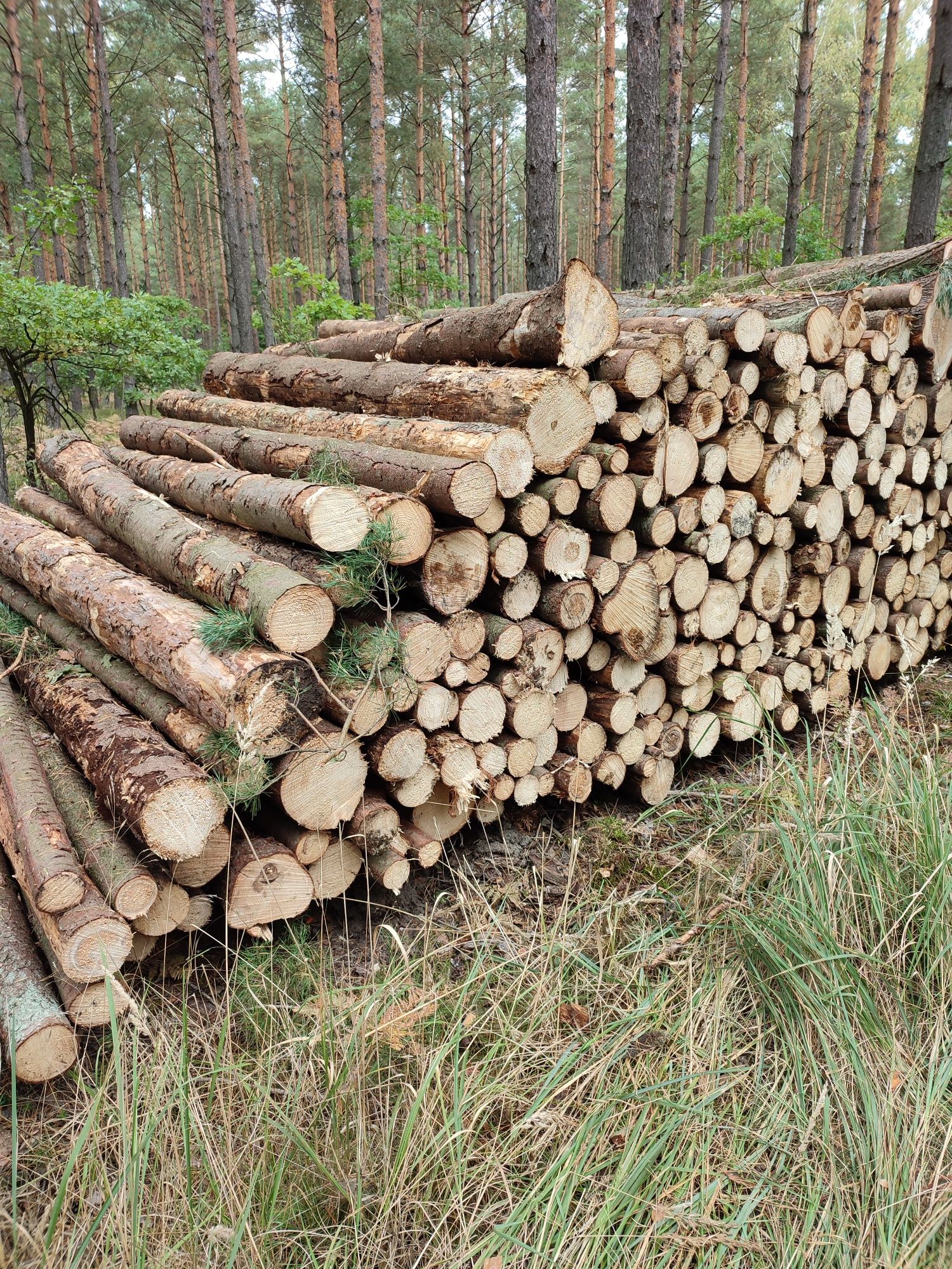 Drewno kominkowe i opałowe