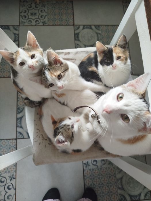 Oddam w dobre ręce 4 kotki
