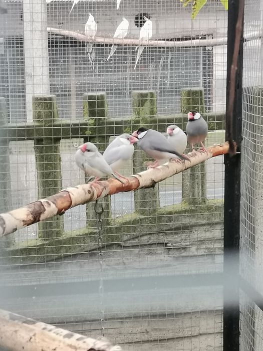 Ryżowce młode z tego roku
