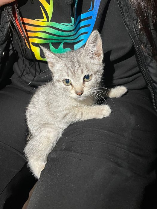 котик в добрі руки