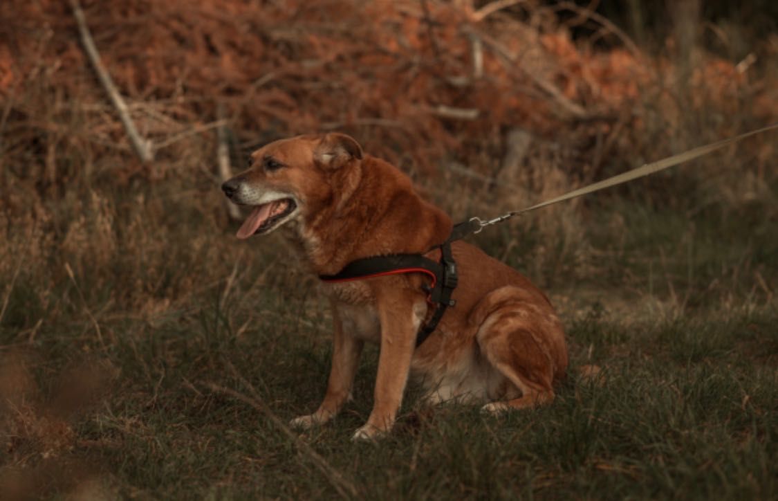 Rudi - mądry, kochany pies do adopcji