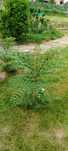 Drzewko egzotyczne - Aralia japońska sadzonki 90 - 100cm