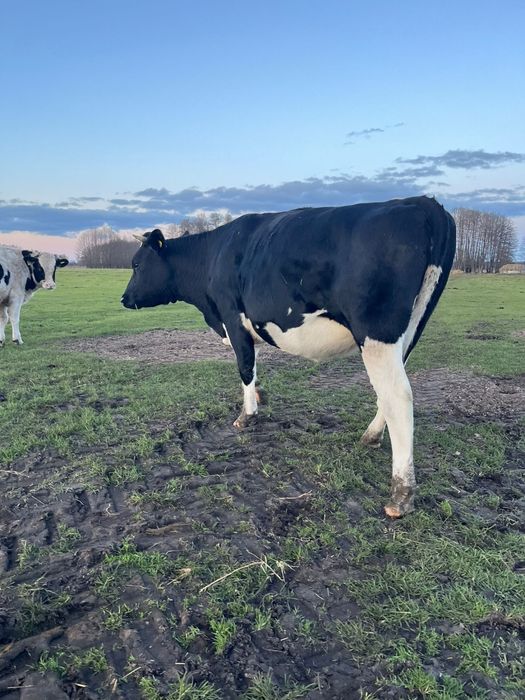 Sprzedam jałówki wysokocielne