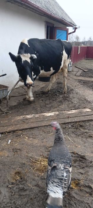 Продам корову порода Голштин