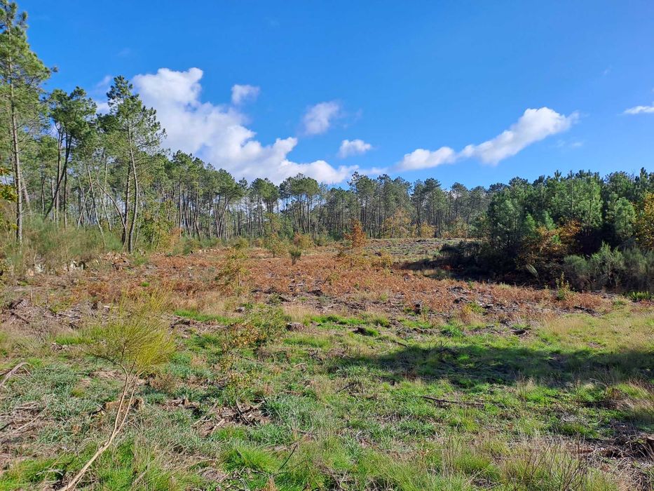 Vendo terreno de pinhal em Decermilo, Sátão, Viseu