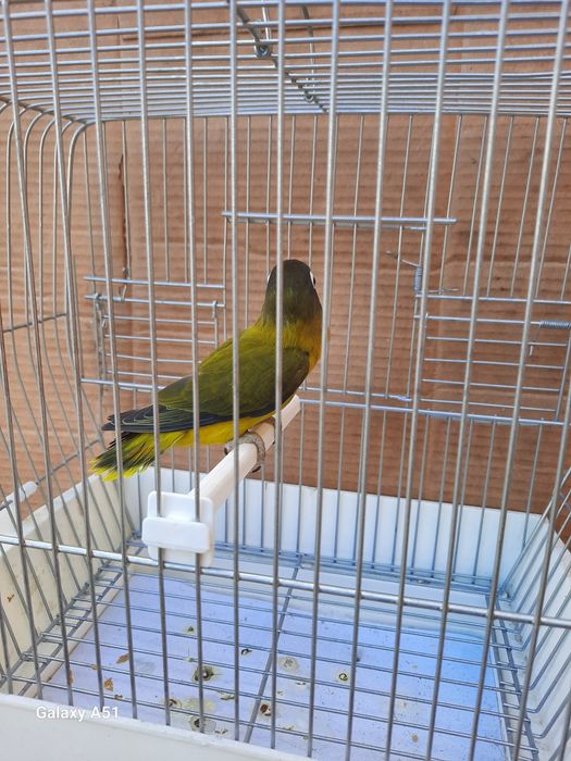 Agapornis Personata 2025 mais gaiola