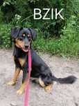 BZIK młody wesoły piesek poleca się do adopcji