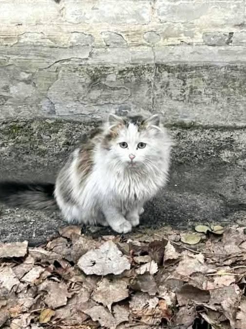 Pennywise szuka swojego domu