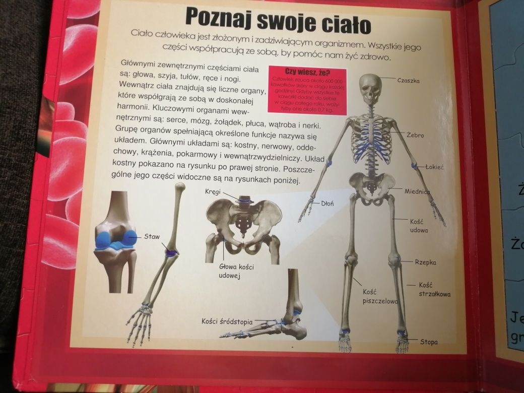 Książka i puzzle anatomia dla dzieci