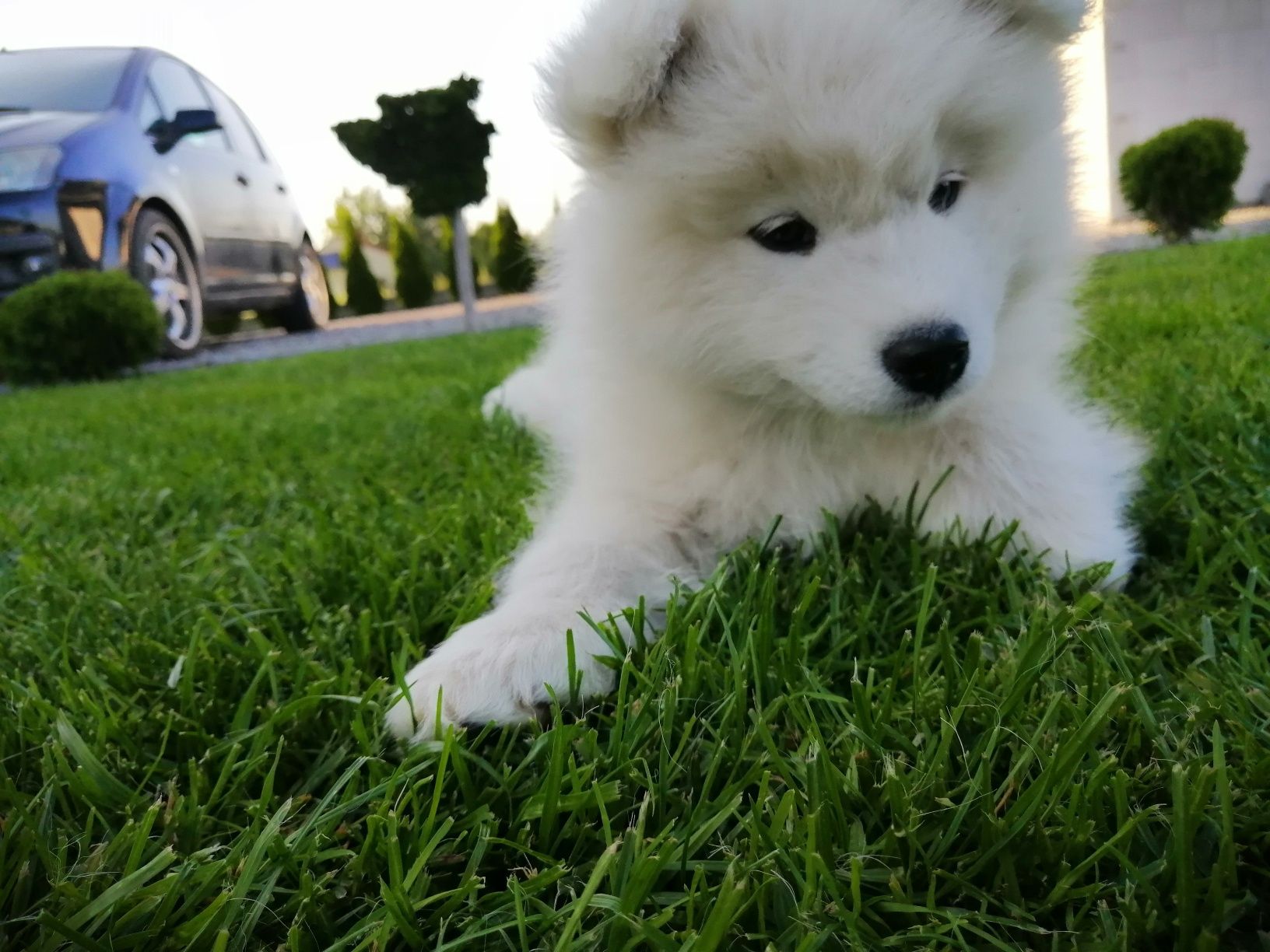Samoyed gotowy do odbioru
