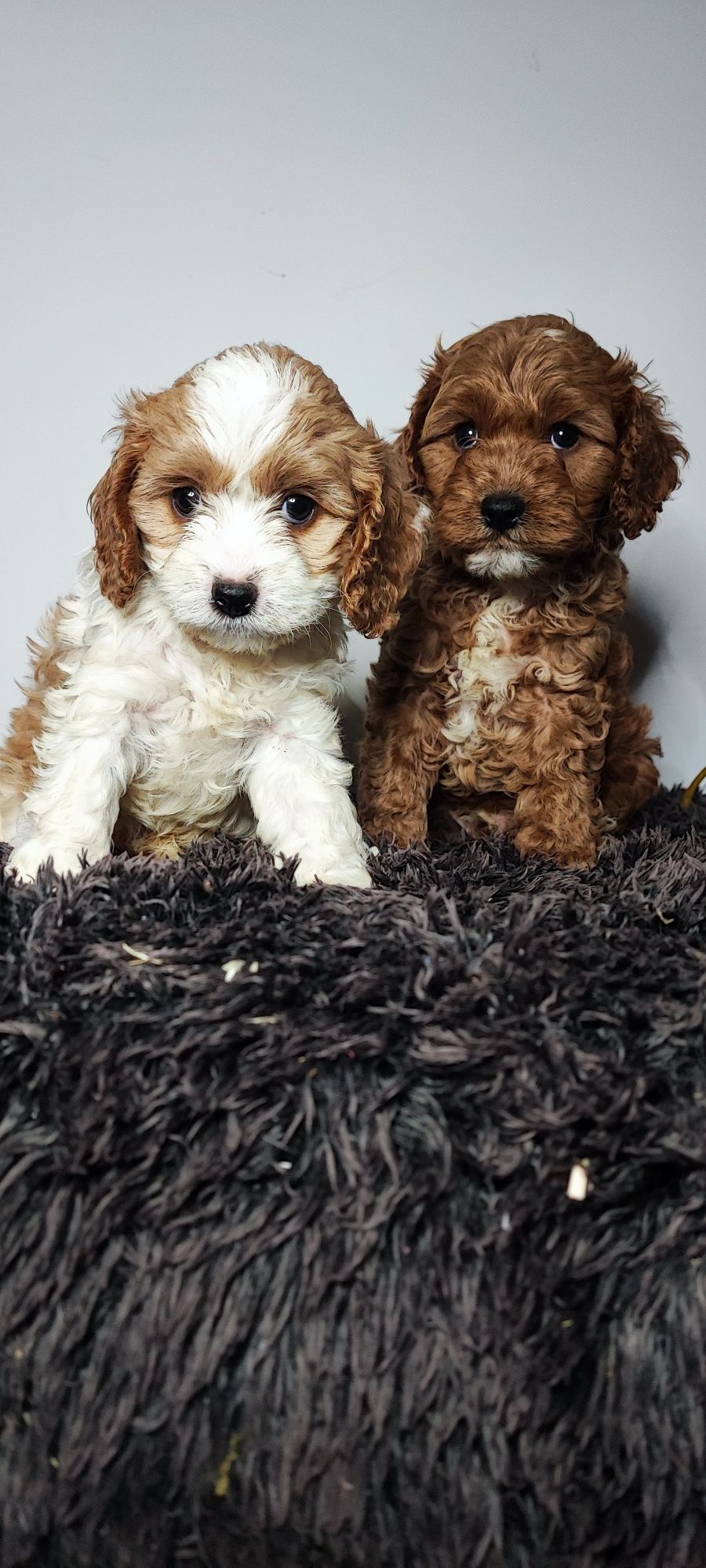 Cavapoo cavadoodle cavalier pudel